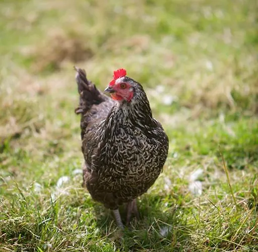 Riversdale Bed & Breakfast Carndonagh